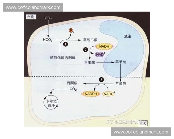 以氧气代谢为核心的人体能量转化机制与健康调控新视角研究新探究
