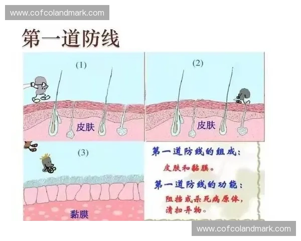 以守备反应为核心探讨人体免疫系统应对外界威胁的机制及其调节作用